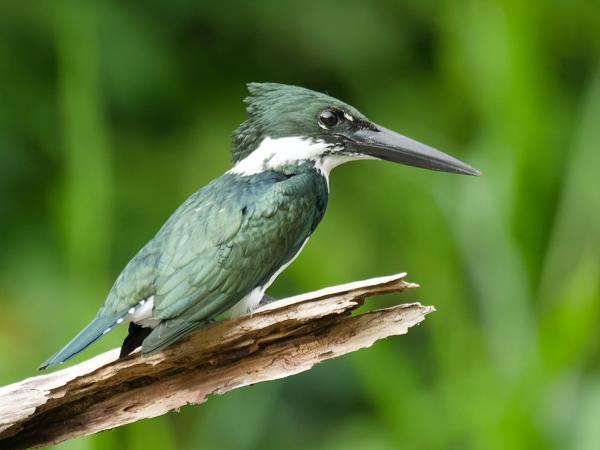 <h3><a href="/trips/costa-rica/biota/animalia/chordata/aves/037 coraciiformes/003 alcedinidae/chloroceryle amazona/chloroceryle amazona-nl.html">Chloroceryle&nbsp;amazona</a> / Amazon&nbsp;kingfisher / Amazoneijsvogel</h3>OM-1 Mark II met M.300mm F4.0 + MC-14, 1/2000 sec  bij F5.6, ISO 5000, afstand 14.7&nbsp;m